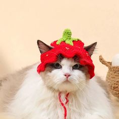 a white cat wearing a red knitted strawberry hat