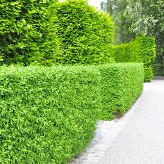 a long row of green bushes next to a paved path in the middle of a park