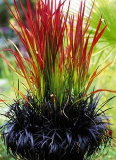 red and green plants are in a black pot on the ground near some grass,