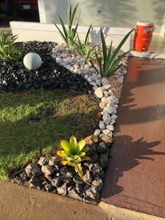 a small green plant sitting in the middle of a garden next to rocks and grass