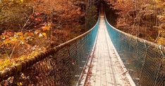 a long suspension bridge in the middle of trees with fall foliage on both sides and one person walking across it