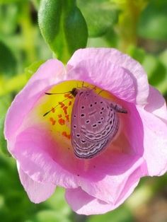 a butterfly sitting on top of a pink flower