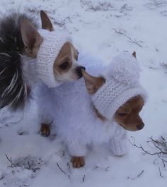 two small dogs dressed up in sweaters and hats standing in the snow with each other