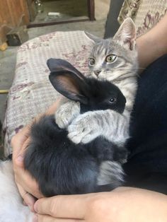 a person holding a cat and rabbit in their arms, while another holds it up