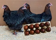 two chickens standing next to an egg carton filled with chocolate eggs