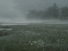 a foggy field with flowers in the foreground and trees in the back ground