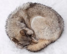 a cat curled up sleeping in the snow