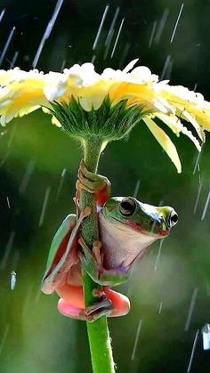 a frog sitting on top of a flower in the rain