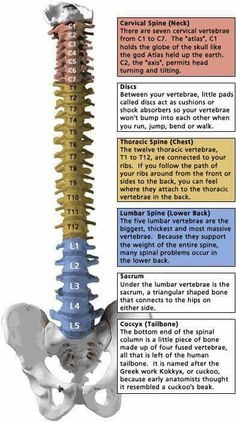 #Spine #nursing #nursingstudent Spine Health, Human Skeleton, Human Anatomy And Physiology, Medical Anatomy, Chiropractic Care, Body Anatomy