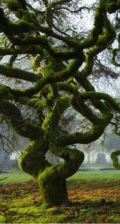 an old tree with moss growing on it's branches in the middle of a field