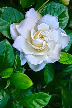 a white rose with green leaves around it