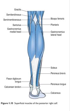 the muscles are labeled in this diagram, and there is also an image of them