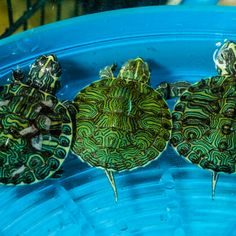 three turtles sitting on top of a blue bowl