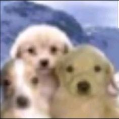 two puppies are sitting next to each other in front of the camera, one is looking at the camera