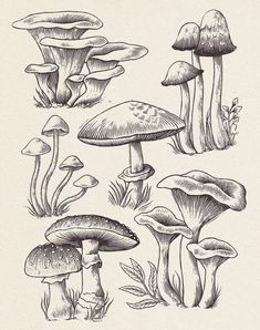 several different types of mushrooms are shown in this hand - drawn illustration, which shows them growing