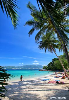 a beach with palm trees and people on it