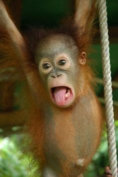 a baby oranguel hanging from a rope with its mouth open and tongue out