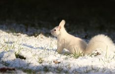 a small white animal sitting in the snow on top of grass and snow covered ground