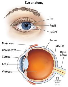 Corneal Abrasion, Parts Of An Eye, Eye Exercises, Cleveland Clinic