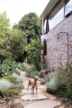 a dog that is standing in the dirt near some bushes and trees on a sunny day