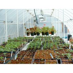 many plants are growing in the greenhouse