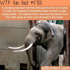 Pinterest : @uniquenaja† Crazy Animal Facts, Learn Something New Everyday, Weird Animals