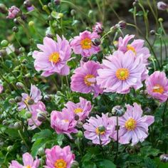 pink flowers are blooming in the garden