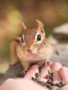 a small rodent sitting on top of someone's hand with seeds in it