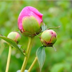 two pink roses with green leaves in the background