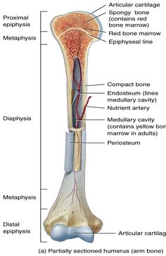 the structure of an animal's long bone, labeled in red and labeled below