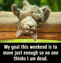 a cat laying on top of a wooden chair with the caption, my goal this weekend is to move just enough so no one thinks i am dead