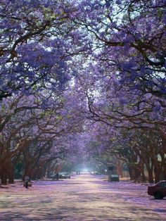 the road is lined with purple trees and cars parked in front of them on both sides