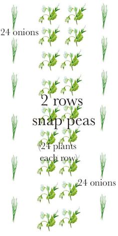 four rows of plants with the words, 2 rows snap peas and 4 plants each row