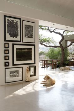 a room with pictures on the wall and a dog laying in the floor next to it