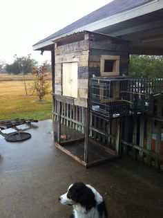 a dog standing in front of a wooden structure with cages on it's roof