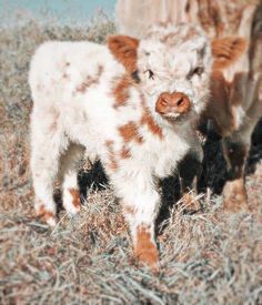 two baby cows standing next to each other on a dry grass field