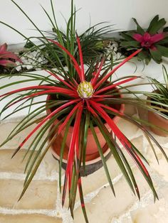 two potted plants with red and green leaves