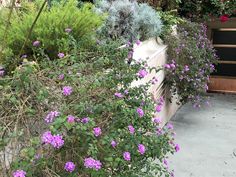 purple flowers growing on the side of a building