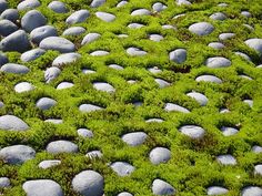 green moss growing on rocks and stones in the middle of a field with white rocks