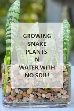 growing snake plants in water with no soil