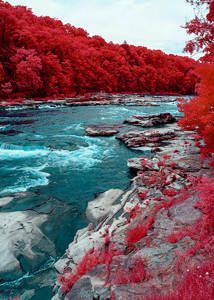 a river with red trees and rocks in the foreground, surrounded by foliage on either side