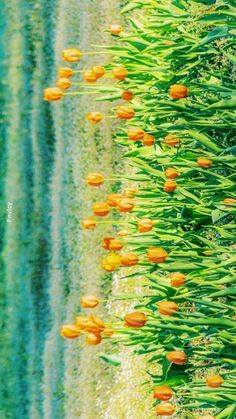 orange tulips are growing in the grass by water's edge, with green and yellow stripes