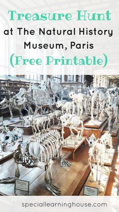 a museum filled with lots of skeletons and bones on display in front of the words, treasures hunt at the natural history museum paris free printable