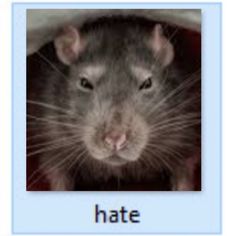 Wet Rat Funny, Rat Funny Pics, Rat Memes Humor, Cursed Rat, Rat Pfp, Rat Meme, Silly Rat, Rat Animal