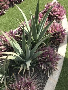 an aloena plant in a rock garden bed with purple flowers and green grass