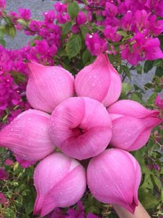 pink flowers with water droplets on them are in the foreground, and someone's hand is reaching for it