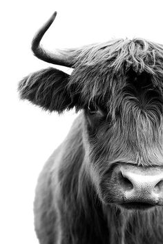 a black and white photo of a bull with horns