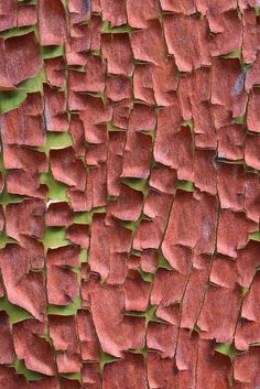 the bark of an old tree is red and green