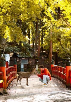 a person kneeling down next to a small animal on a dirt road near trees and red gates