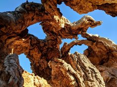 an old tree trunk is shown against the blue sky